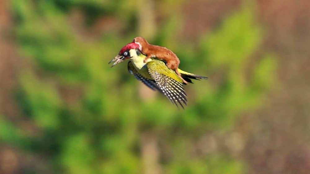 Photographer-Captures-Baby-Weasel-Taking-A-Magical-Ride-On-Woodpecker’s-Back-fdshaegaesg-scaled.jpg