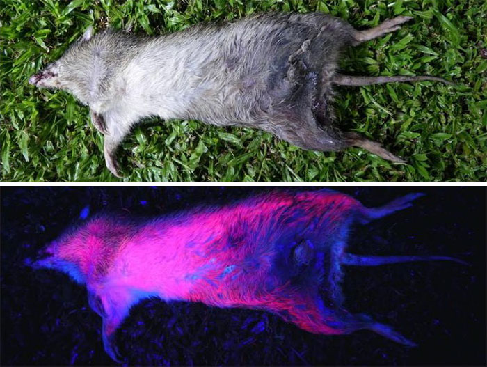 platypus-unexplained-natural-biofluorescence-7-5fbce5b3ac447__700.jpg