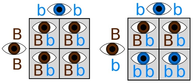 punnet squares.jpeg