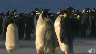 QZl.gif