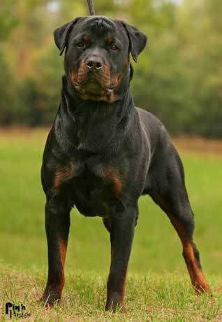 rott.jpg