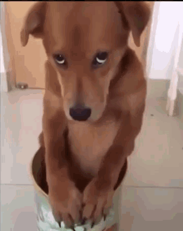 sad dog.gif