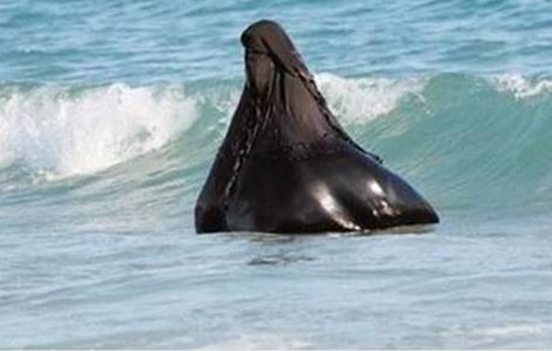 Sea burka.jpg