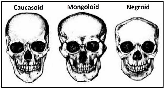 skull.jpg