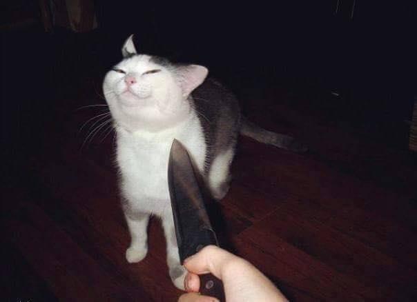 smug cat159.jpg