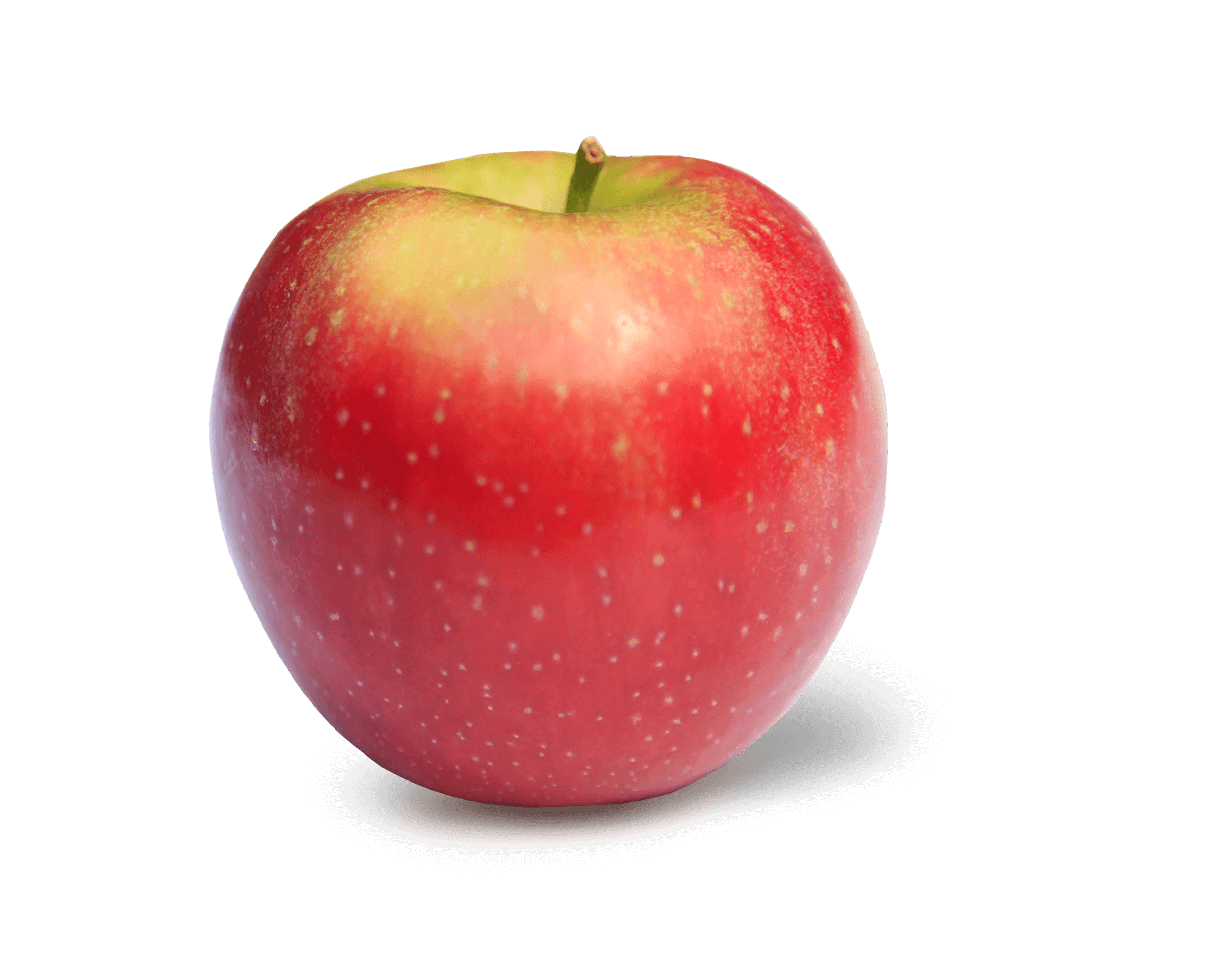 SnapdragonNEW.png