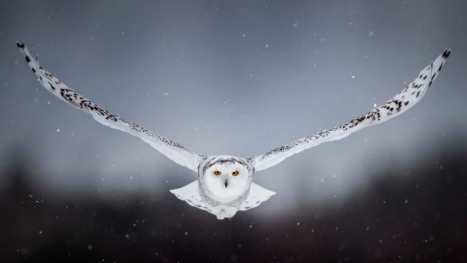 snowy-owl.jpg
