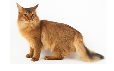 somali cat.jpg