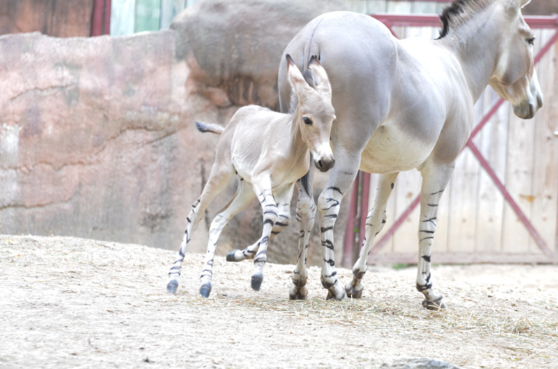 Somali-wild-ass-foal-15_photo-by-Robin-Winkelman-Saint-Louis-Zoo_10-15-13_web.jpg