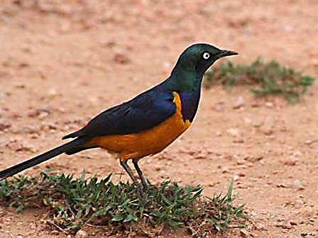 somalia-gb-starling.jpg