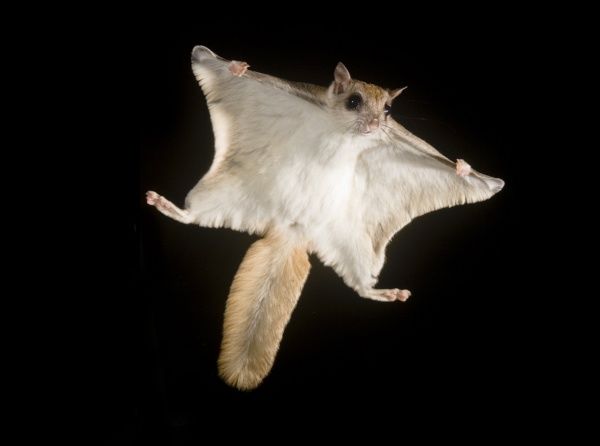 southern-flying-squirrel-glaucomys-volans-6124472.jpg