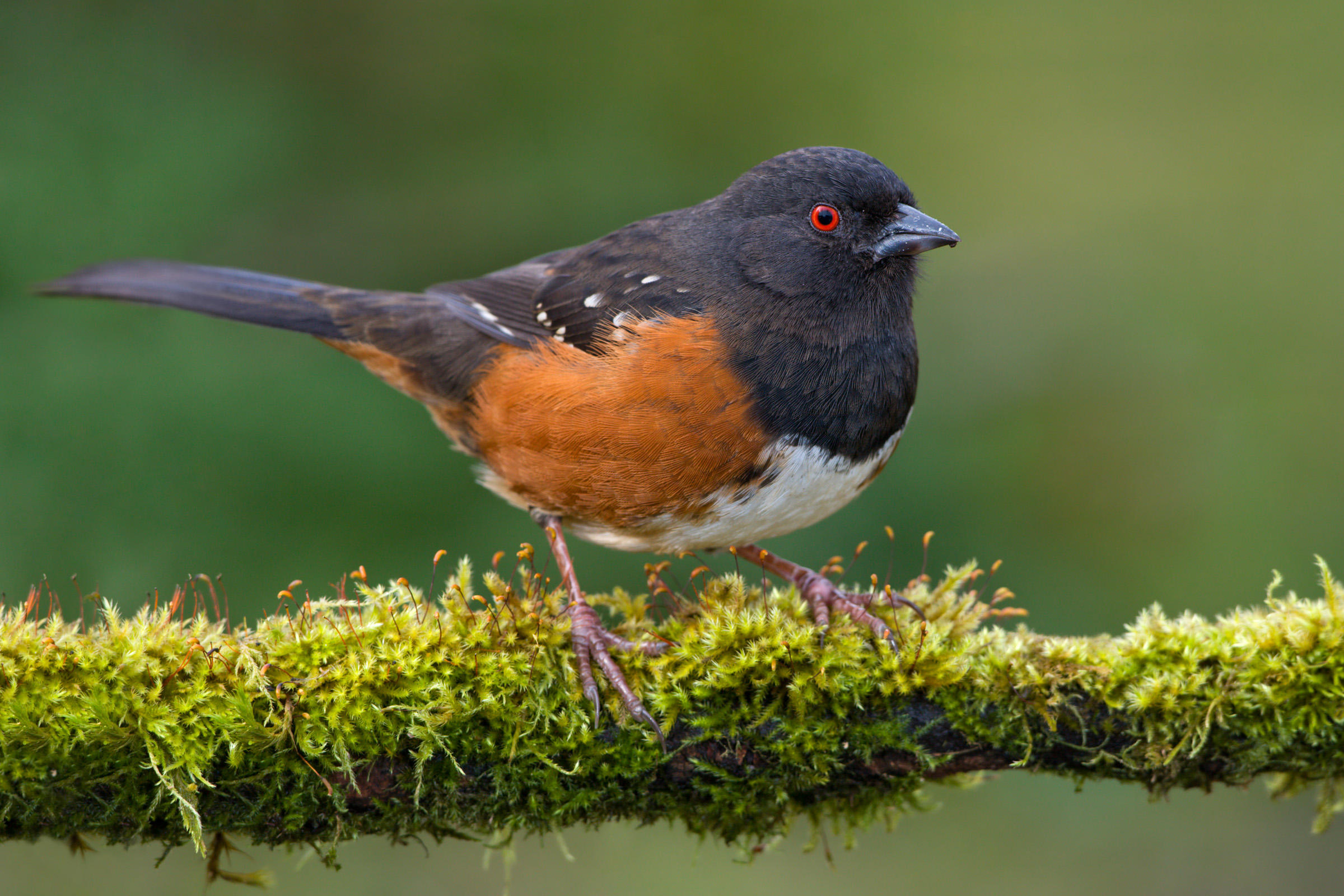 Spotted Towhee b57-5-233_V.jpg