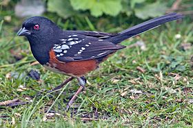 Spotted_Towhee.jpg
