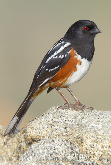 spottedtowhee107.jpg