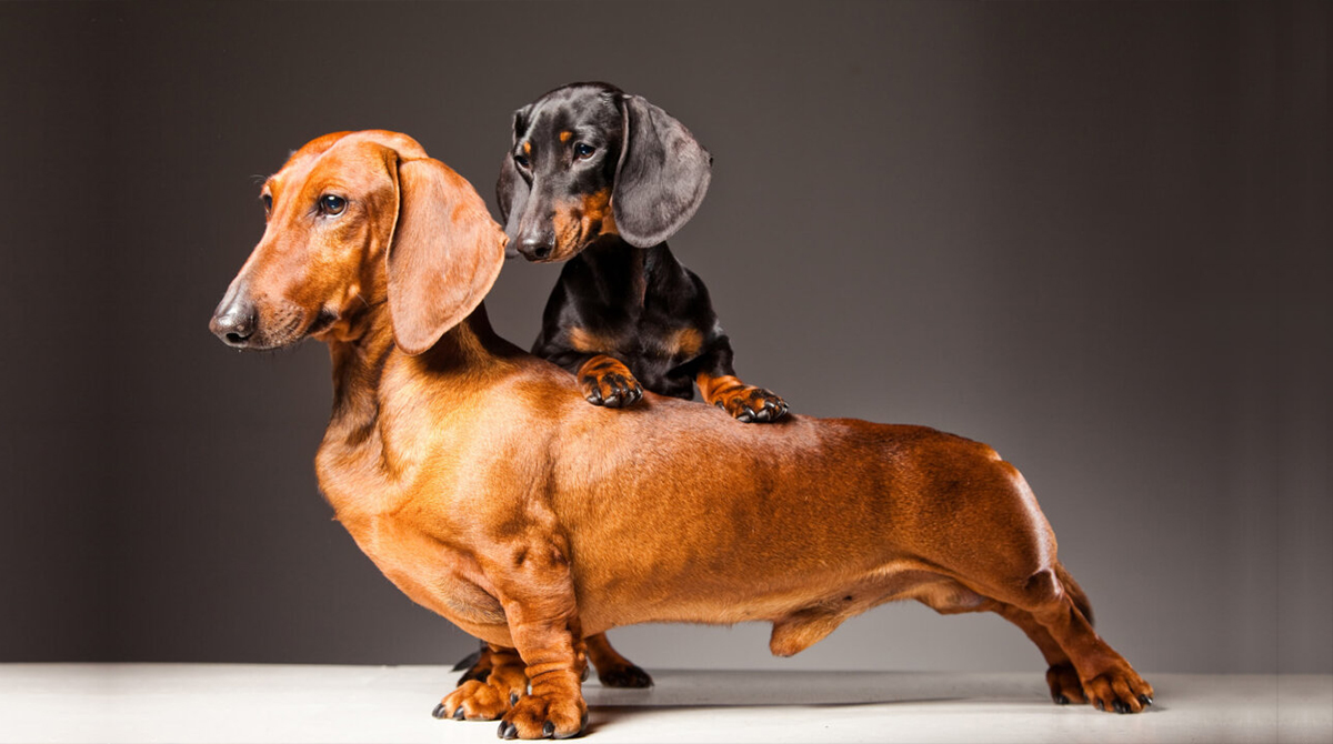 standard-vs-miniature-dachshund-cover.jpg