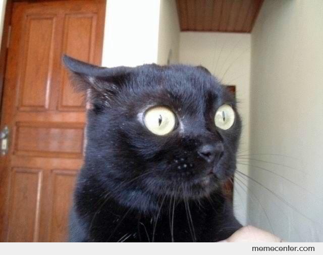 Surprised-Cat-is-Surprised_o_27660.jpg