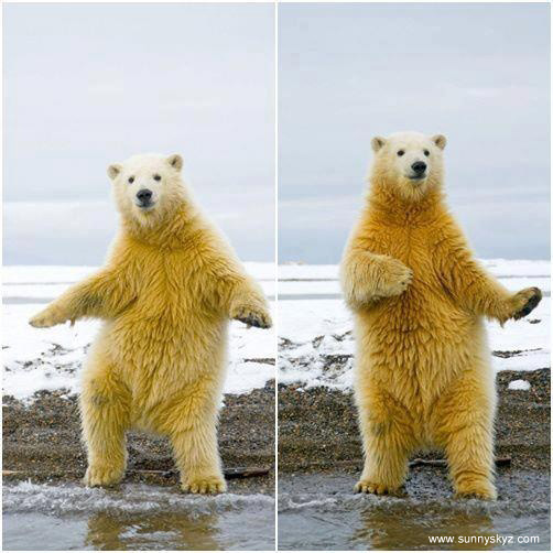 sz1cg-dancing-polar-bear.jpg