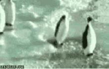 tenor-1,215.gif
