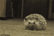 tenor-10-gif.46515