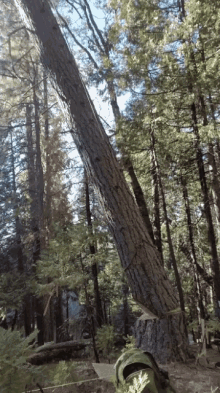 tenor (11).gif