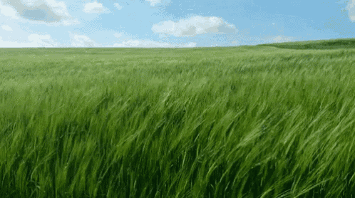 tenor (17).gif