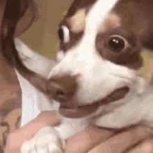 tenor (2).gif