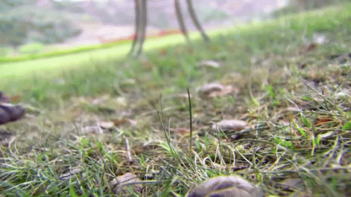 tenor (20).gif