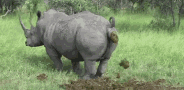 tenor (27).gif