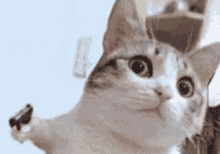 tenor (3).gif