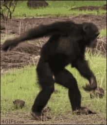 tenor (31).gif