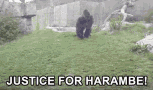 tenor.gif
