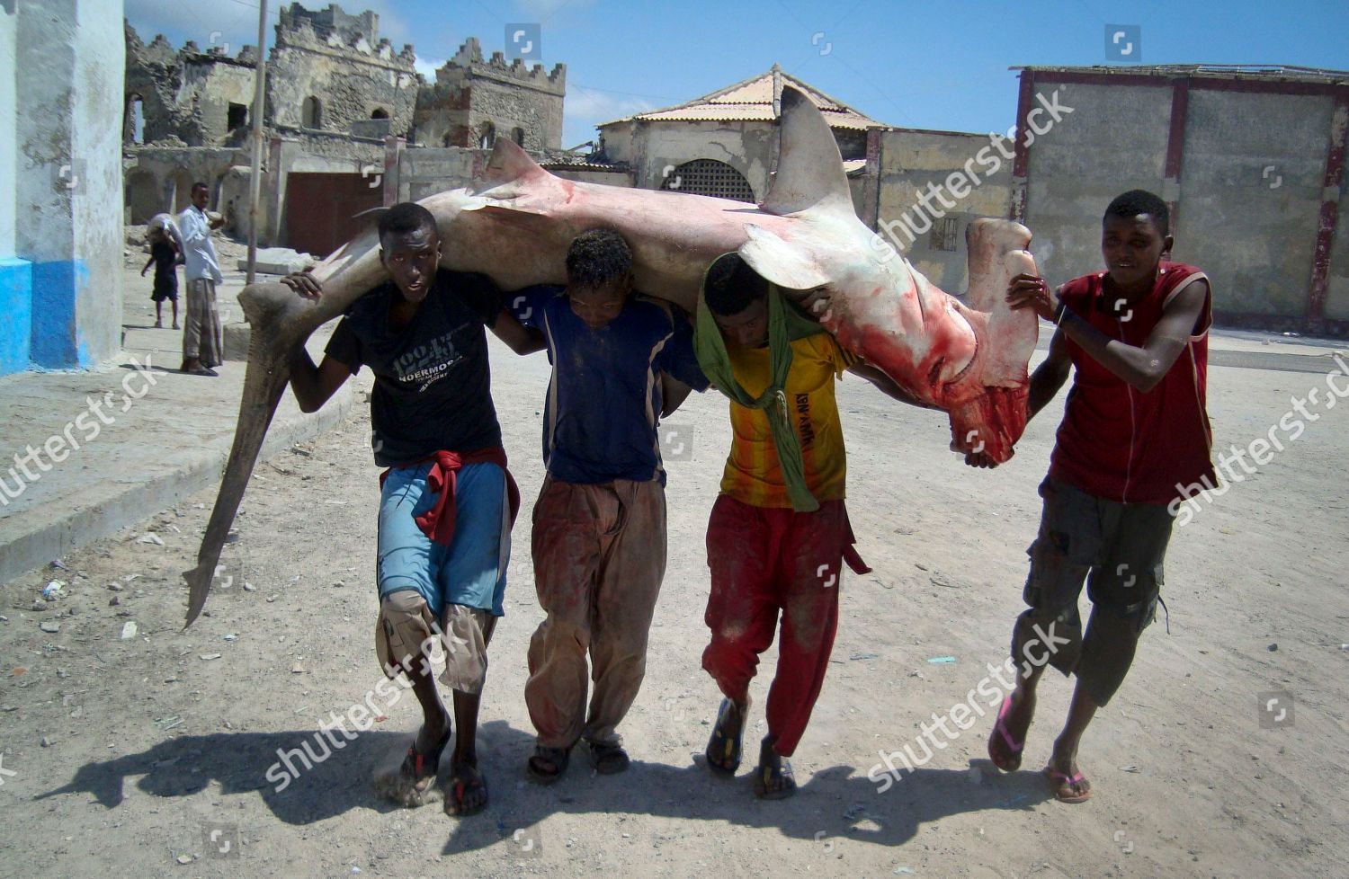 thailand-saving-species-sharks-mogadishu-somalia-shutterstock-editorial-6937784a.jpg