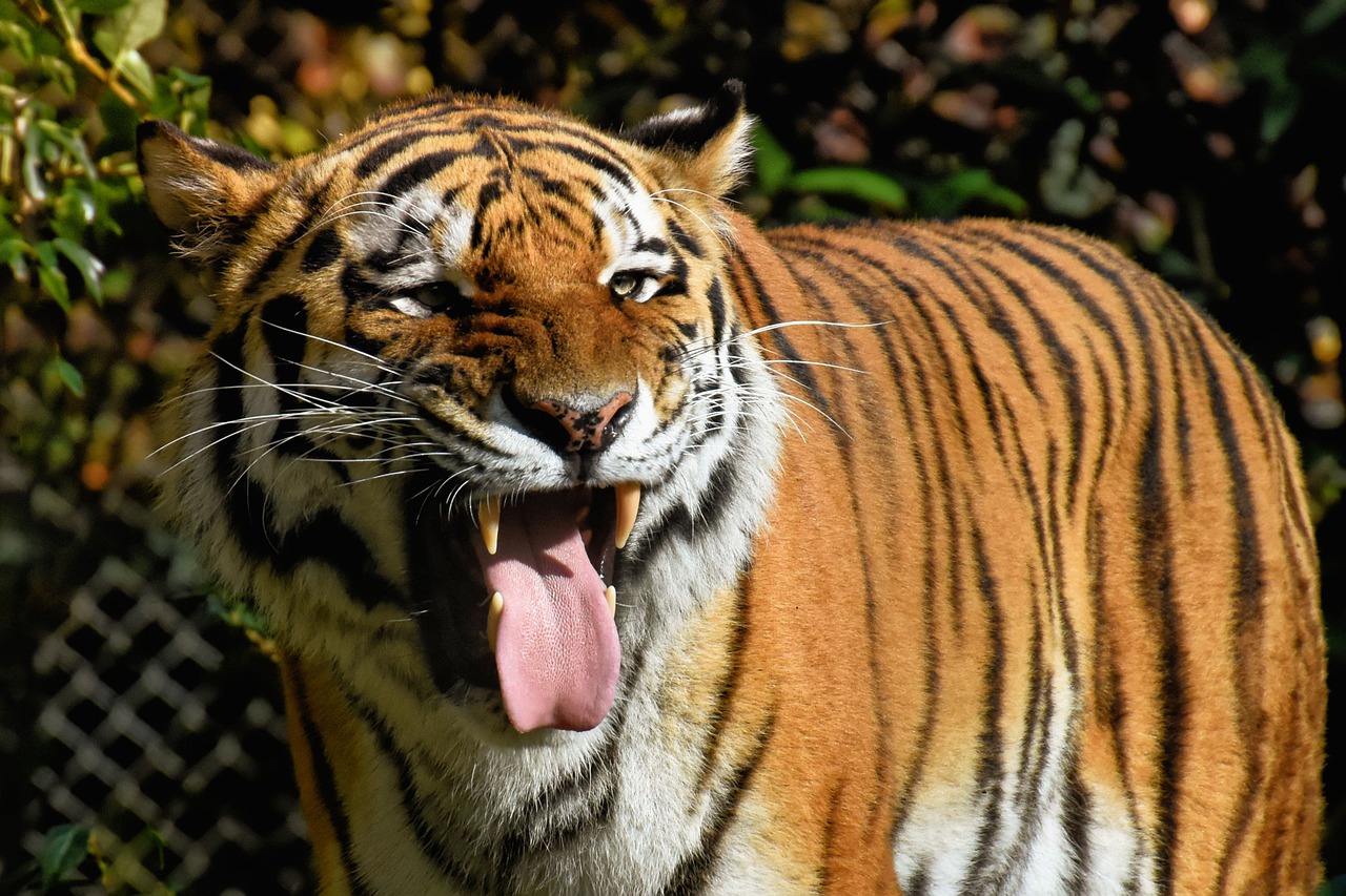 tiger-4430130_1280.jpg