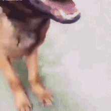 tusareve-dog.gif