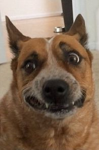upload_2017-7-1_20-49-9.png