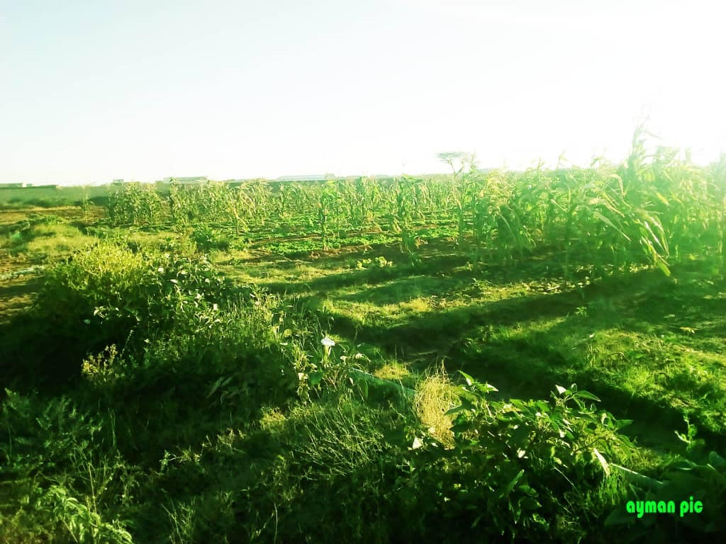 upload_2019-2-9_19-2-59.png