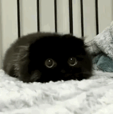 upload_2019-3-25_12-29-1.gif