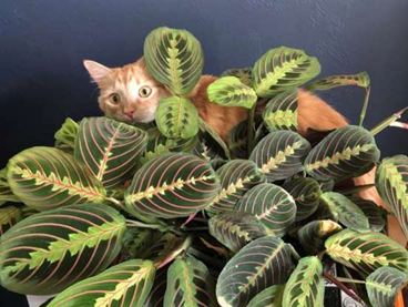 upload_2019-4-22_15-59-34.png
