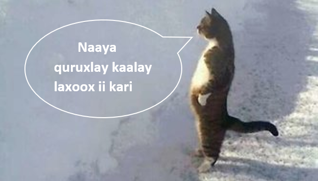 upload_2020-2-14_19-49-37.png