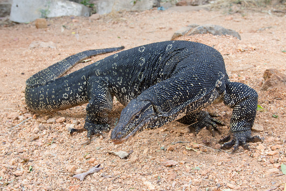 Varanus_salvator_-_01.jpg