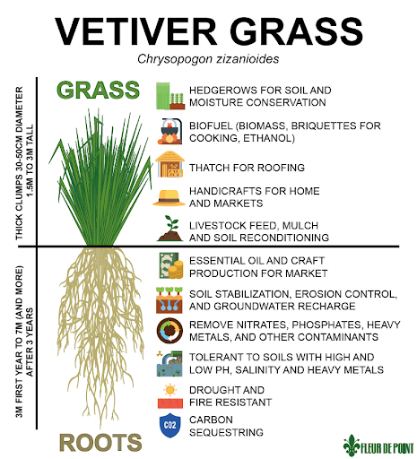 vetiver.png