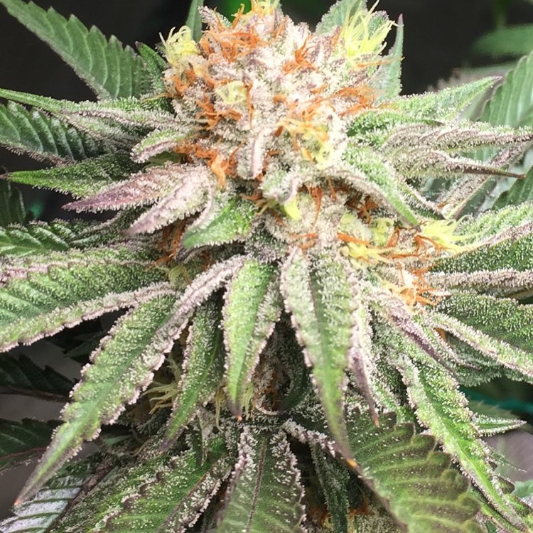 weed-drying.jpg