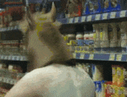 what.gif
