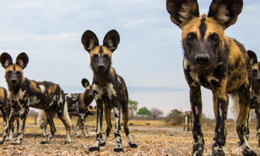 wild_dogs-web.jpg