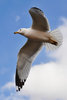 Seagull_in_flight_by_Jiyang_Chen.jpg