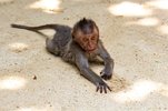 small-monkey-sand-lying-beach-koh-phangan-island-thailand-151798443.jpg
