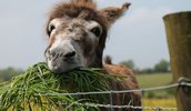 Donkey-Eating-Grass.jpg