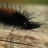 DALL·E 2023-10-04 12.00.15 - caterpillar drinking castor oil.png DALL·E 2023-10-04 12.00.15 - caterpillar drinking castor oil.png