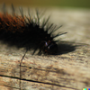 DALL·E 2023-10-04 12.00.15 - caterpillar drinking castor oil.png