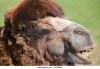 bactrian-camel-chewing-cud-aa3nnn.jpg
